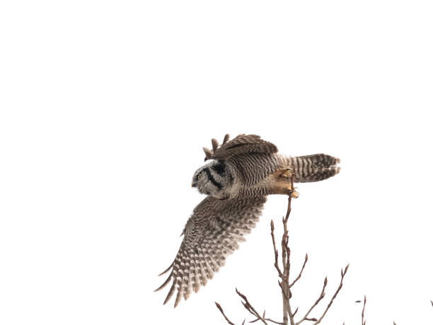 istock northern hawk owl 1208694747