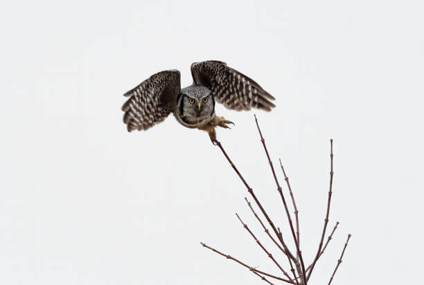 istock northern hawk owl 1208694770