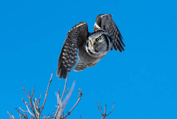 istock northern hawk owl 1208694772