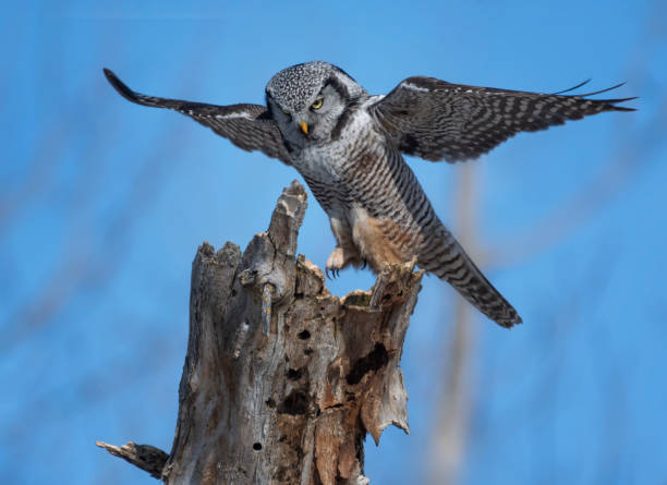 istock northern hawk owl 1208694790