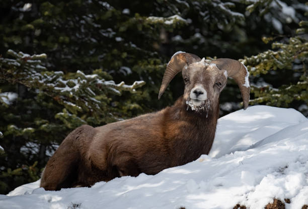 istock Bighorn Sheep in Canada 1208694885