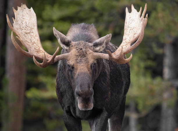 alce a jasper canada - canada moose winter snow foto e immagini stock