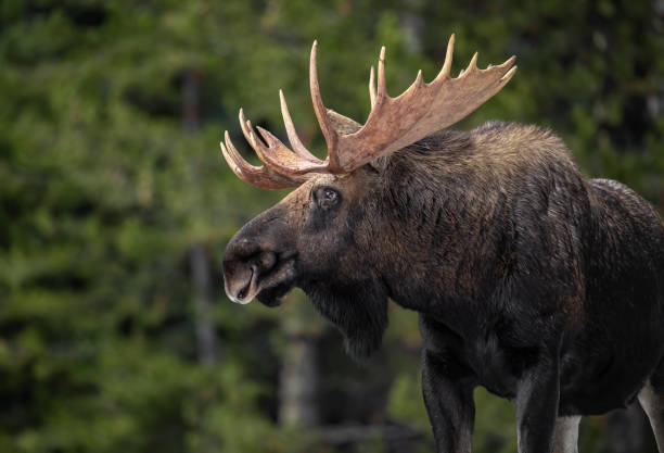 alce a jasper canada - canada moose winter snow foto e immagini stock