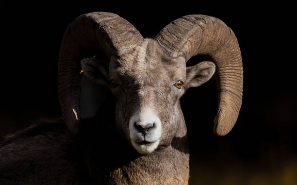 istock Bighorn Sheep in Canada 1208695761