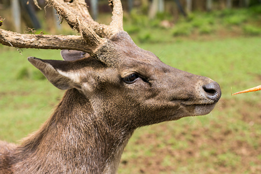 Close up image of male deer. Hand giving a carrot to a Buck.