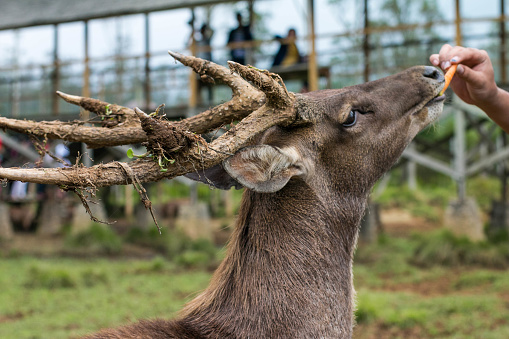 Deer with wooden horns/antlers eating carrot