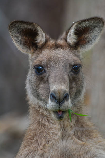 istock Grey Kangaroo in the bushland 1208700351