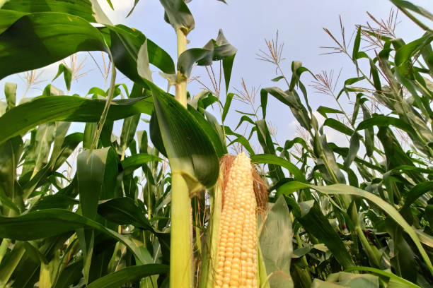 istock corn with the kernels still attached to the cob on the stalk in organic corn field. 1208700459