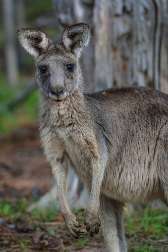 Close up of a young Eastern Grey kangaroo