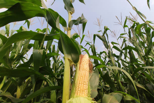istock corn with the kernels still attached to the cob on the stalk in organic corn field. 1208700993