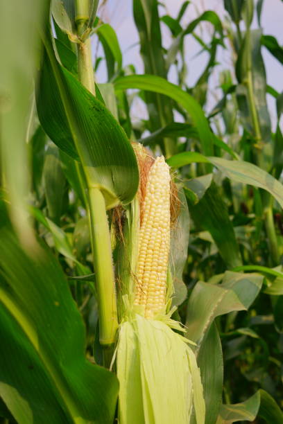 istock Corn pods on the corn plant,corn field in agricultural garden, pods corn on trunk 1208701943