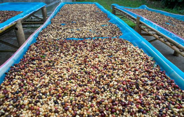 Fresh coffee bean organic after harvest before roasted