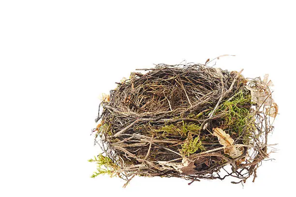 Detail of blackbird nest isolated on white