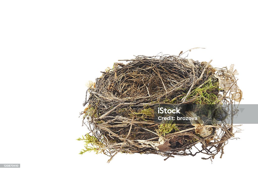 Szczegóły Kos nest na białym tle - Zbiór zdjęć royalty-free (Gniazdo zwierzęce)