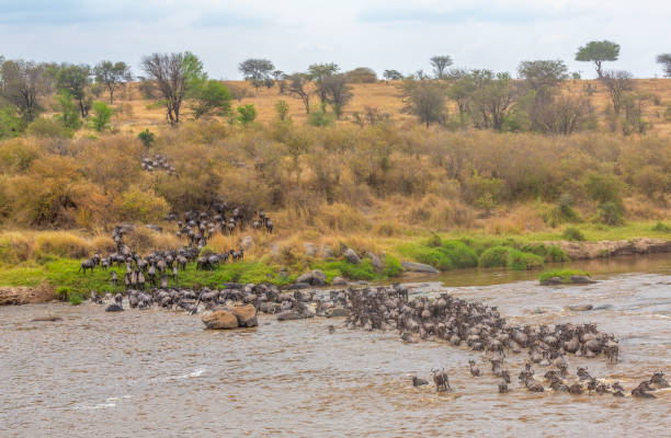 istock Migration in Serengeti 1208704115