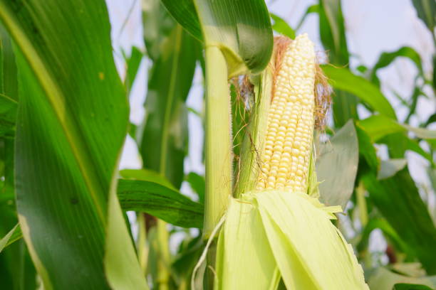 istock corn with the kernels still attached to the cob on the stalk in organic corn field. 1208705625