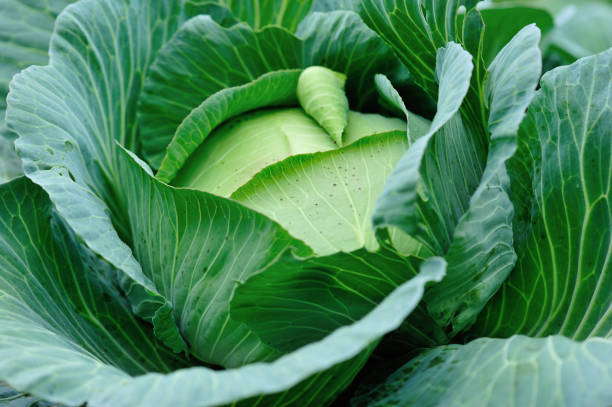 istock Green cabbage in growth at vegetable garden 1208705699