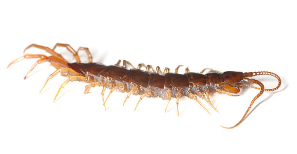 istock Centipede isolated on white background, extreme close up 120870709