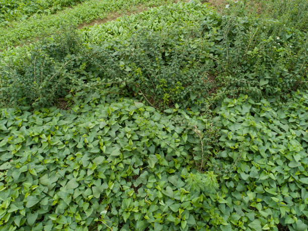istock Green crops in growth at vegetable garden 1208707642