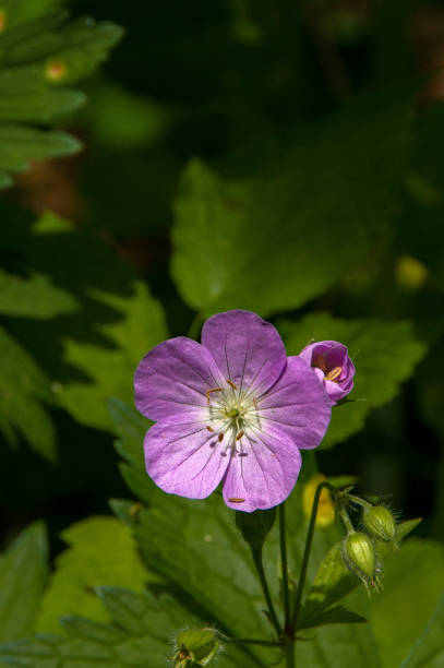 istock Wildcat Den State Park - Magenta Flower 1208707652