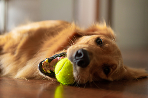 Adorable golden retriever playing fetch at home