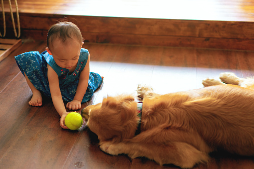 Bonding and play time between baby girl and pet dog golden retriever