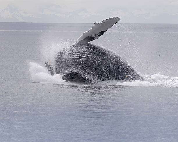 istock Humpback whale breaching series 6 of 9 Alaska 120870845