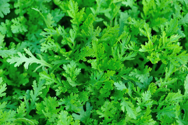 istock Green crown daisy in growth at vegetable garden 1208709074