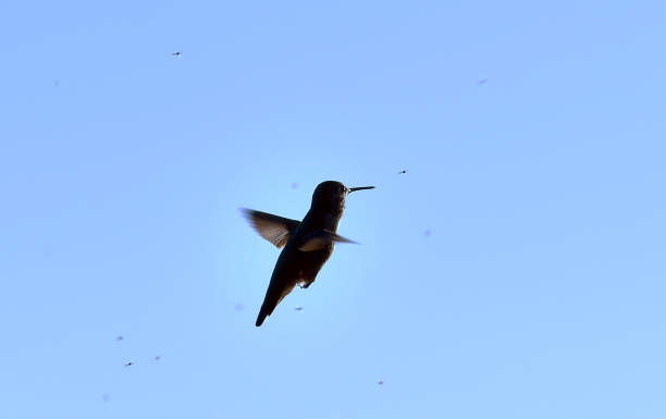 istock Hummingbird Catching Gnats in the Afternoon 1208709086