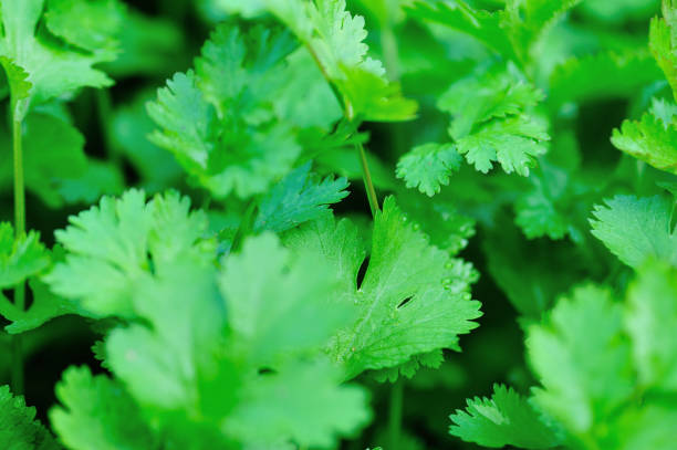 istock Green parsley plants in growth at vegetable garden 1208709095