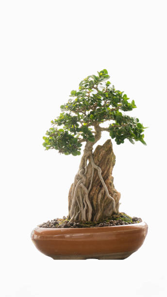 istock Small bonsai tree in a brown pot, white background 1208709420