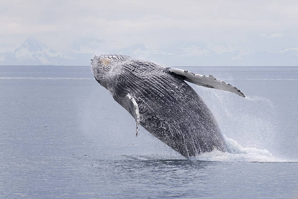 istock Humpback whale breaching series 4 of 9 Alaska 120871165