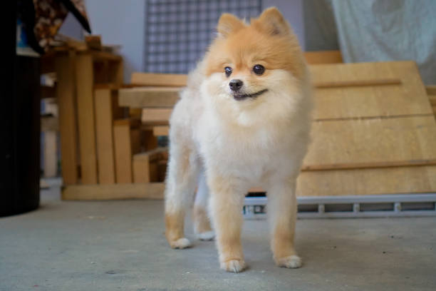 istock pomeranian or small dog breed stands on concrete floor 1208711841