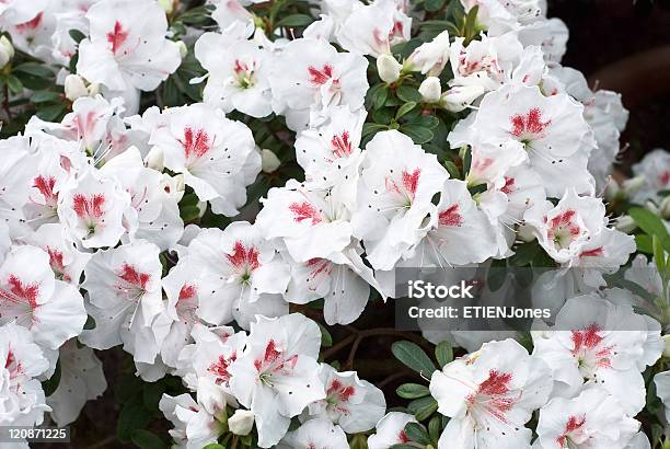 Blanco Azelea Flor Flores Foto de stock y más banco de imágenes de Azalea - Azalea, Belleza de la naturaleza, Botánica