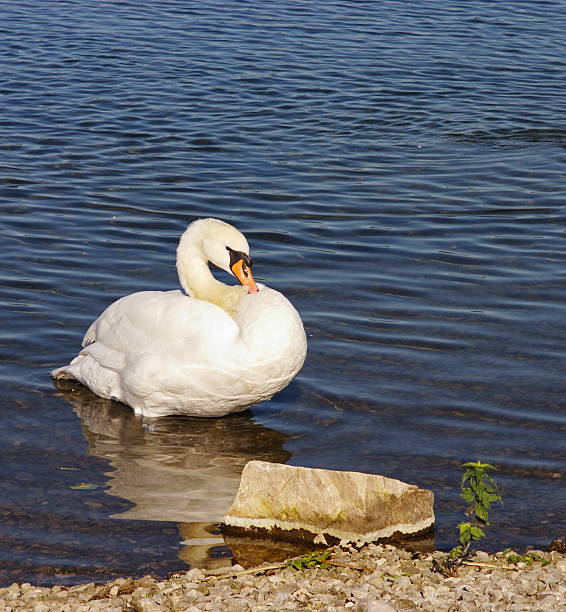 swan stock photo