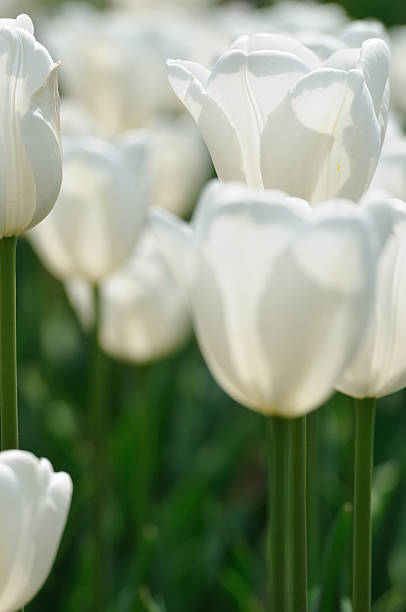 istock nature in detail 120871256