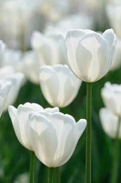 istock nature in detail 120871264