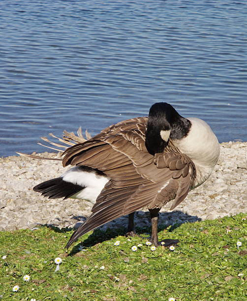 Canadian goose stock photo