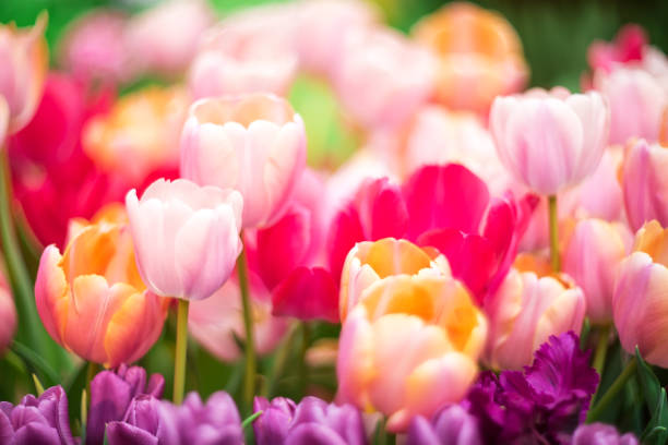 istock blurred spring floral background of yellow daffodils 1208712952