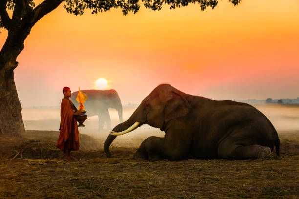 istock Elephant made merit a monk's bowl. elephant and Monk in forest. vintage style. Elephants making merit in monks' alms bowls. The activities at Krapho, Tha Tum District, Surin, Thailand 1208714094