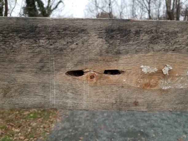 planche en bois avec dommages d’abeille de charpentier et roches grises - abeille menuisière photos et images de collection