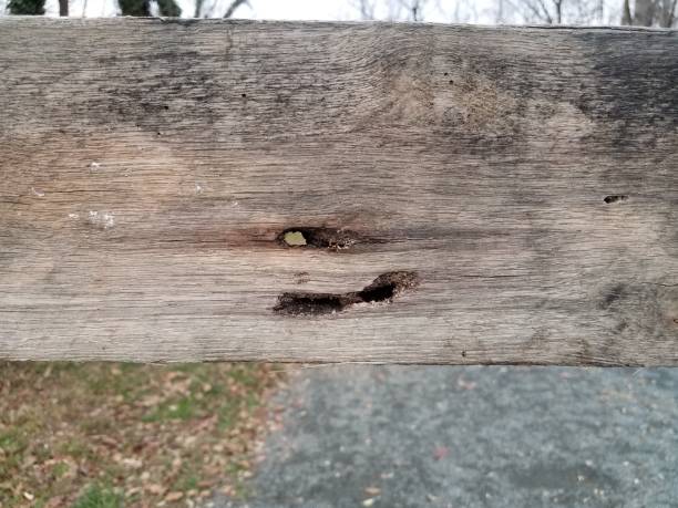 planche en bois avec dommages d’abeille de charpentier et roches grises - abeille menuisière photos et images de collection