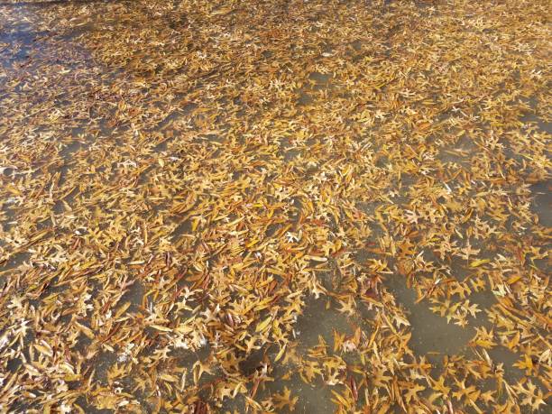 istock brown leaves floating on stagnant lake water 1208714229
