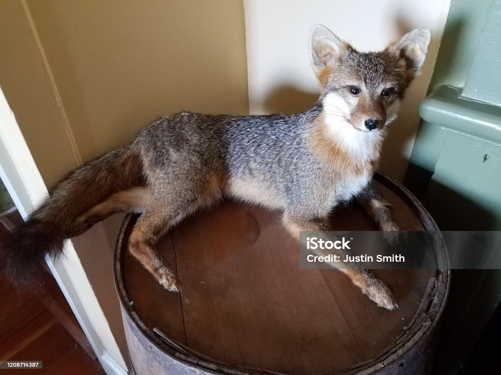 Stuffed Fox Animal Taxidermy On Wood Barrel Stock Photo - Download Image Now - Animal, Animal Wildlife, Barrel - iStock Stuffed Fox Animal Taxidermy On Wood Barrel Stock Photo - Download Image Now - Animal, Animal Wildlife, Barrel - iStock