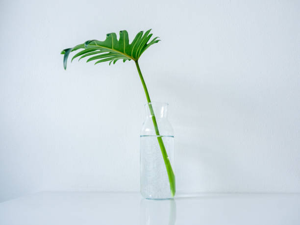 istock White cafe decoration minimal style. Tropical palm leaf in glass bottle white table. 1208714883