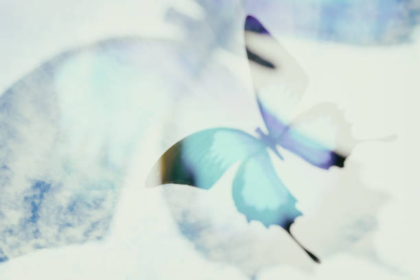 blurred abstract butterfly. double exposure. tropical insect