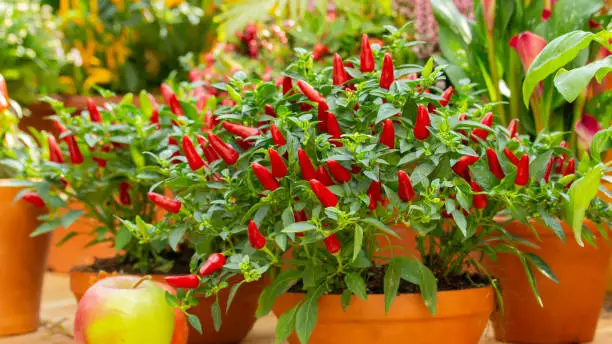 Photo of Red hot chilli pepper on a green bush in a clay pot, small fresh jalapeno peppers fresh organic whole. Potted chili peppers, autumn harvest