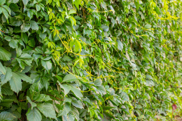 Parthenocissus inserta is a tree liana of the genus Maiden grape green foliage, a family of grapes. Greening the fence with pretending plants, background backdrop Parthenocissus inserta is a tree liana of the genus Maiden grape green foliage from North America. Greening the fence with pretending plants, background wallpaper backdrop perspective. parthenocissus stock pictures, royalty-free photos & images