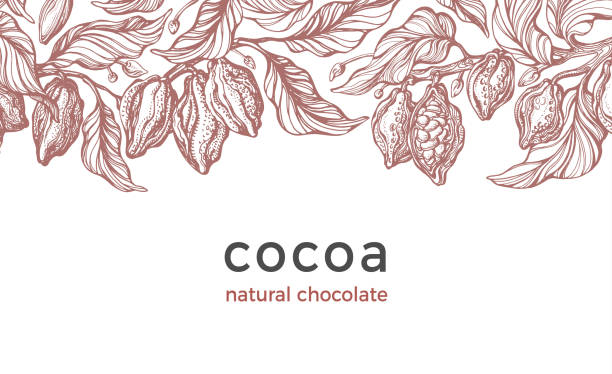 illustrazioni stock, clip art, cartoni animati e icone di tendenza di raccolta del cacao. sfondo vettoriale. carta disegnata dall'arte - chocolate cocoa hot chocolate backgrounds