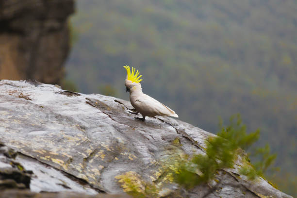 istock Wild cockatoo in the Blue Mountains 1208716632